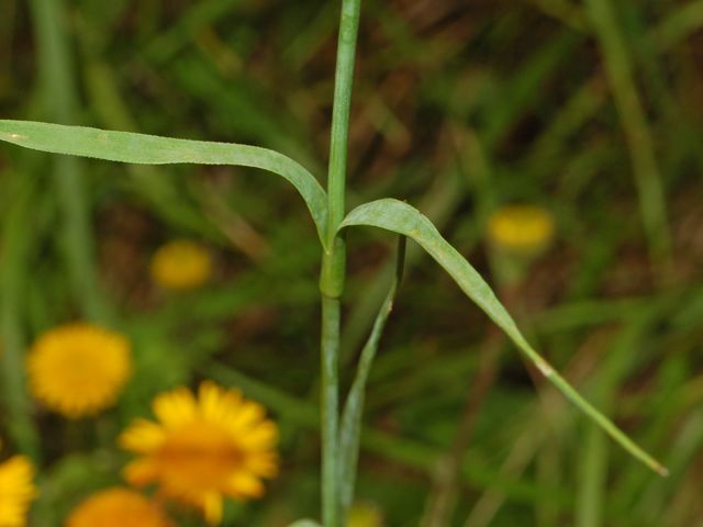 Dianthus balbisii / Garofano di Balbis